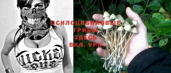 прущие грибы Елабуга